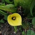 Zantedeschia aethiopicaBlomst