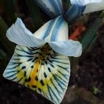 Iris reticulata Flor