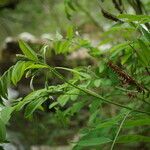 Amorpha fruticosa Fruit