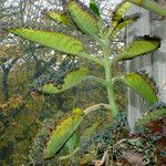 Kalanchoe daigremontiana ശീലം