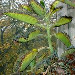 Kalanchoe daigremontiana Habitus