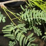 Prosopis juliflora Leaf