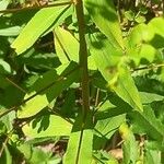 Euphorbia stricta Blad