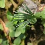 Actiniopteris semiflabellata Leaf