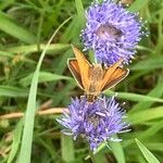 Jasione montana Floare