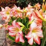 Hippeastrum reginaeЦветок