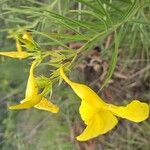 Allamanda angustifolia Іншае