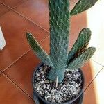 Consolea rubescens Hábito