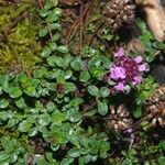 Thymus polytrichus Övriga