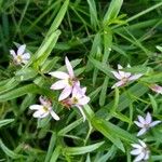 Lobelia chinensis 花
