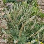 Reseda alba Flower