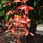 Amherstia nobilis Fiore