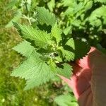 Nepeta catariaLeaf