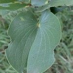 Colophospermum mopane Blad