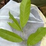 Trophis racemosa Feuille