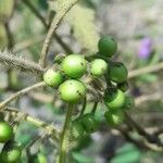 Solanum fiebrigii Плод