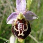 Ophrys × minuticauda Flower