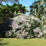 Congea tomentosa Flor