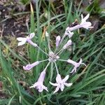 Tulbaghia violaceaFlower