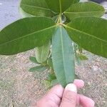 Calophyllum inophyllum Hoja