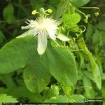 Passiflora subpeltata Flor