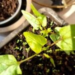 Ipomoea hederifolia Leaf