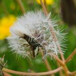 Scorzoneroides autumnalis Frucht