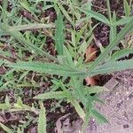 Verbena hastata Leaf