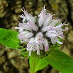 Blephilia ciliata Flower