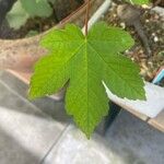 Acer heldreichii List