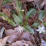 Stellaria pubera Leaf