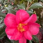 Camellia sasanqua花