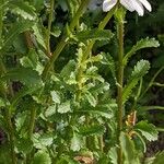 Leucanthemum vulgare Blatt