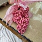 Medinilla magnificaപുഷ്പം