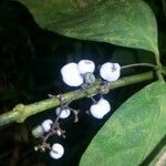 Psychotria deflexa Floro