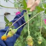 Bidens pilosaFiore