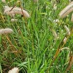 Phleum pratense 葉