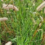 Phleum pratense Blad