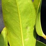 Anthurium scandens Hoja