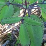 Kalanchoe pinnata Leaf