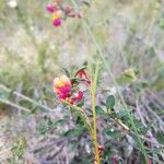 Kennedia coccinea Blomma