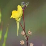 Linaria spartea Fleur