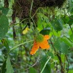 Momordica foetida Fruit