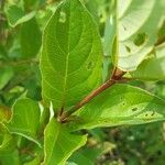 Cornus racemosa Blad