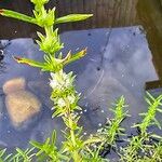 Mentha cervina Flower