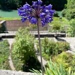 Agapanthus inapertus Квітка