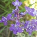 Nepeta grandiflora Blodyn