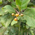 Ehretia cymosa Fruit