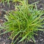 Sagina procumbens Leaf