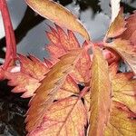 Comarum palustre Leaf